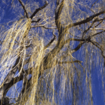 Mark Reiners Art Collections
