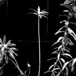 Mark Reiners Art Collections